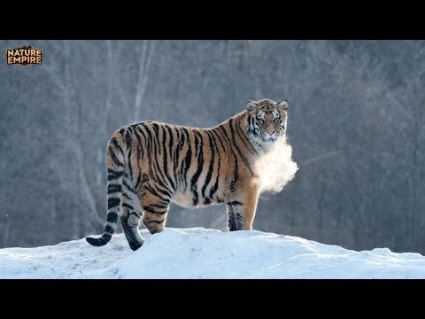 TASMANSKÝ TYGR | Vyhynutí Posledního Predátora Oceánie – Kompletní Dokument