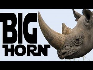 RHINO SIZE ⚡ Length + Girth Activation