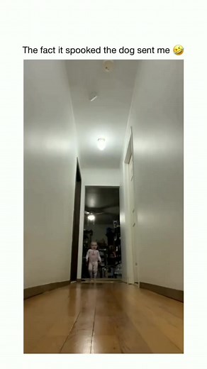 1M views · 10K reactions | OMG I am dying at this video 藍 #funny #dog #filter vc: my_dogyyfun.official | Bobbiejo Floyd | Facebook