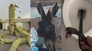 Water, wildlife, heat and history: The top 10 'Most Arizona' stories of 2023