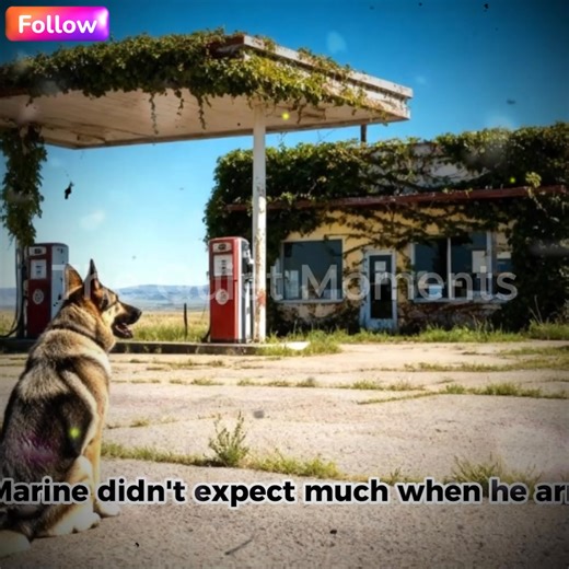 32K views · 1.2K reactions | Wounded U.S. Marine Inherits Abandoned Gas Station & Aging K9 — What the Dog Dug Up Shocked Everyone | The Quiet Moments | Facebook