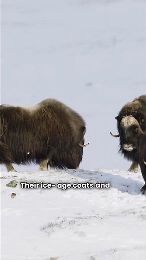 Musk Ox vs Wolves: The Viking Shield Wall of the Arctic! 🛡️🐺 #viral #wildlife #animals #facts