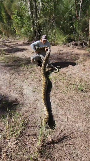 AS BIG AS THEY GET! GIANT PYTHON!