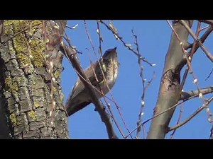 Spring, the birds are coming back