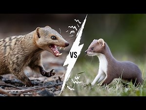 Mongoose vs Weasel: Unveiling the Secrets of Small Predators#Mongoose#Weasel#wildlife #animalkingdom