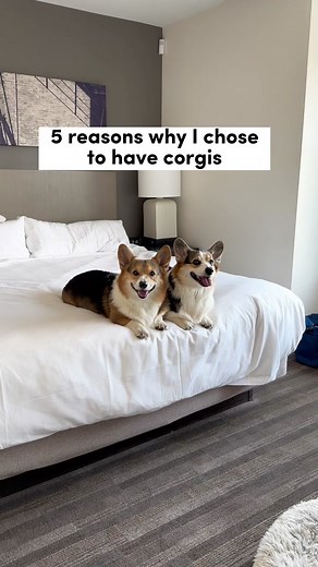 Brady & Graffiti the Corgis on TikTok