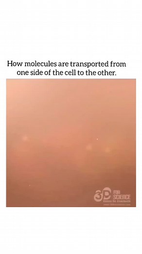 World of Biology on Instagram: "Transcytosis 3D scientific animation: At its simplest, transcytosis is the transport of macromolecular cargo from one side of a cell to the other within a membrane-bounded carrier(s). It is a strategy used by multicellular organisms to selectively move material between two different environments while maintaining the distinct compositions of those environments. Cells have other strategies not involving membrane vesicles to selectively move smaller cargo (ions and 