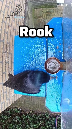 Crow Cleaning Project Is Back (Will They Show Up?)