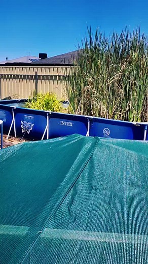 Well things didn't go to plan with the new pond setup but always new surprises here at Aquatic Dreams 🤙🍻