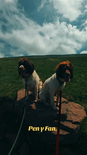 Pen y Fan. #springerspaniel #travel #wales #penyfan #nature #mountains #breconbeacons