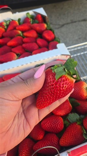 Sprinkle Me Glam on Instagram: "We are offering Strawberry Flats TODAY!!! 📍15356 La Paz Dr #3 Victorville CA 92395 📍9496 Magnolia Ave #103 Riverside CA 92503 Sprinklemeglam.com I want to THANK our FARMERS PICKERS DISTRIBUTERS @eliasproduce and of course our AMAZING CUSTOMERS 🫶 MUCHAS GRACIAS 💕"