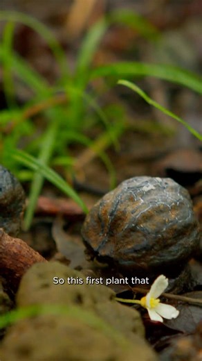Indigenous Food Lab on Instagram: "This week in our Hawaii foraging series, Lei Wann talks to us about the mighty Kukui - a hard nut that has served as a source of nutrition for Native Hawaiians for generations. Beyond its use in food Kukui has played a vital role in traditional medicine, lighting, and ceremony, symbolizing enlightenment, protection, and connection to land. #bigisland #hawaii #hawaiiforaging #indigenousknowledge #kukuinuts"