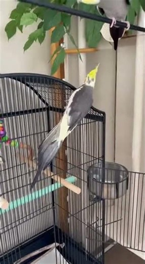 Adorable Cockatiel Tricks That Will Make You Smile #cockatiel #birds #parrot