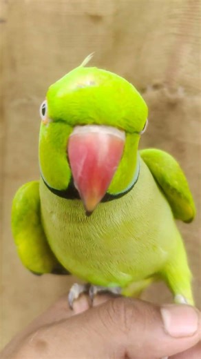 cute parrot voice video #parrot #talkingparot