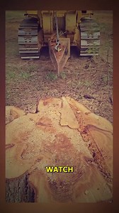 358K views · 458 reactions | Amazing Tree Cutting Techniques Revealed. #TreeCutting #WoodWorking #MachineryMagic #PrecisionWork #NatureSkills | Doraya Jennings | Facebook