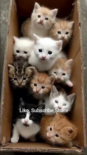 “Funniest Cat Sounds Ever! 😹 You Won’t Stop Laughing | Cute Cat Shorts”