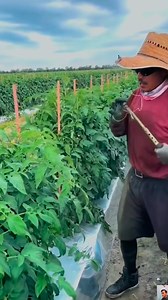 Grandes habilidades 2024 | Amazing Videos