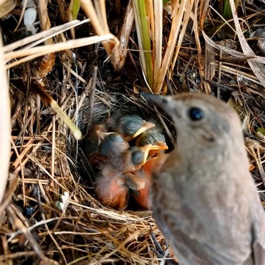 Ep#262 - Review bird nest family daily life in their nest | Review mother birds bring food to feed her chicks in the nest!! #reviewbirdnest #birdslover #naturelovers #birdsounds #birdschirping #birdsofinstagram #birdlife #birds #birdswatching #birdsnest #wildbirdsphotography #birdsforest | Bird Plus Nature