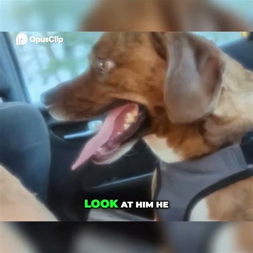 Random Randomness Randomly! Big Snook's Hilarious Mockery You Won't Believe This!