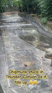 32K views · 136 reactions | Chipmunk stuck Thunder Canyon Cedar Point #virals #puppytk #cat #puppy #elephant #elephantlove #animal #cute #cutepuppylovers #cutepetshow #pet #cutepet #dog #rescue #rescueanimals #funnyanimals #fyp #lifehacks | T.off -Officina delle Arti Sceniche | Facebook