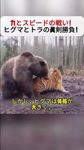 A battle of strength and speed! A serious contest between a brown bear and a tiger! #Wildlife #Ec...