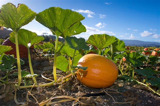 'False Fall' is trending again. Is there any truth to it?