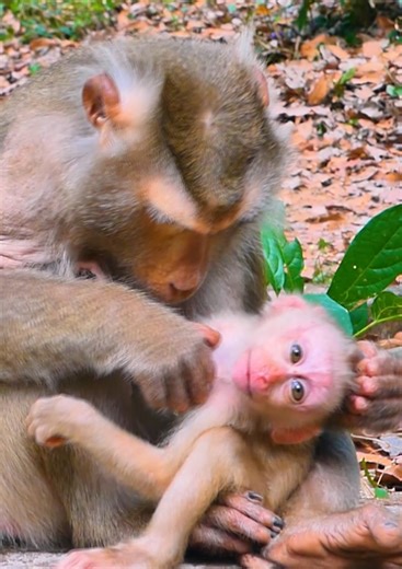 Oh No! Most pity baby monkey, Mom tries reject milk her baby monkey by angry #monkey #babymonkey #cutebaby #cute #monkeys | Monkey RoJo