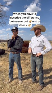 Bulls are used for breeding. Steers are raised for beef. Steers are calmer and tend to put on fat easier. Bulls tend to be more aggressive and fight with other bulls, as well as try to breed anything in sight. #ranching #cowboy #bulls #cattle | Tucker Brown RAB