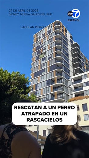 A dog was rescued by emergency crews after becoming stuck 13 levels above ground, wedged between a window and a window louvre outside a high-rise apartment in Sydney, New South Wales, on Monday, April 27. | Un perro fue rescatado por equipos de emergencia tras quedar atrapado a 13 pisos de altura, encajado entre una ventana y una persiana exterior de un edificio de apartamentos en Sídney, Nueva Gales del Sur. La perra Jack Russell de dos años, llamada Elbie, desapareció de su hogar el sábado y f