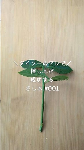 Successful cuttings using this item from Daiso [Cuttings 001] #cuttings #countrylife #gardening #...