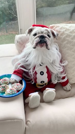 194K views · 8K reactions | Actual footage of Santa Paws the day after Christmas.... #onvacation #leaveamessage  We hope everyone had an amazing holiday! ❄️. . . #eggnog #eggnogthebulldog #asmreating #asmrsounds #animalsdoingthings #doggosdoingthings #dogmemes #dogreels #dogsofig #dogsofinstagram #englishbulldogs #pubityreels #9gag #weeklyfluff #woofwoof #dog #dogs #pawsup #cutedogreels | Eggnogthebulldog | Facebook