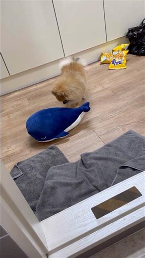 Fur baby forever #pokemon #pomeranian