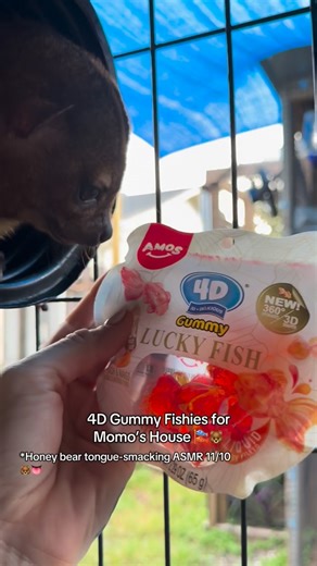 Kinkatopia on Instagram: "👅Tongue-smacking ASMR🐻 CANDY PSA: Kinkajous get the nickname “honey bears” because of their sweet tooth. They eat honey and nectar in the wild so sugar is a part of their natural diet. Some processed sugar in moderation is OK for a treat as long as they have plenty of space and a proper diet. 🍒🍇🍎🍑🍍🍌🥑 Visit Kinkatopia.org! #kinkatopia #animals #kinkajou #florida #honeybear #mammals #rescue #sanctuary #asmr #animalasmr #4dgummy #candy #sweettooth"