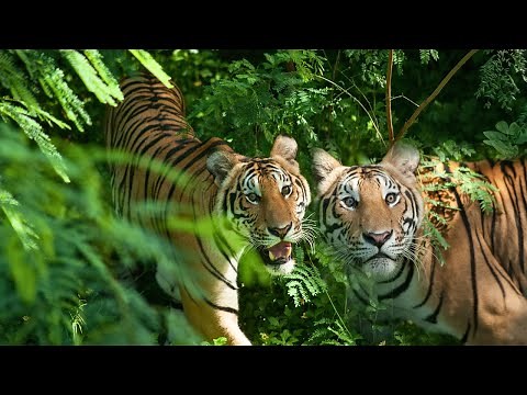 Indochinese Tiger: A Critically Endangered Tiger Sub Species
