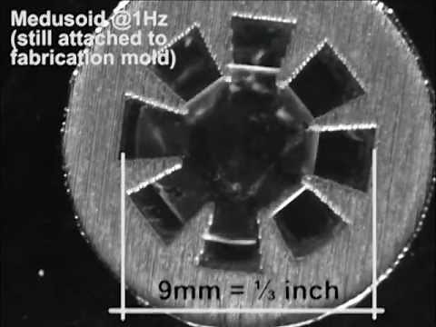 Caltech and Harvard Bioengineers Create Artificial Jellyfish that Swims