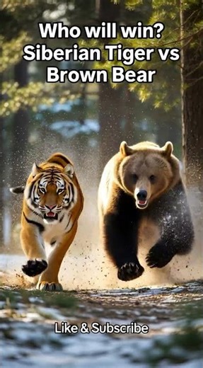 Siberian Tiger vs Brown Bear | Who will win? #viral #shorts