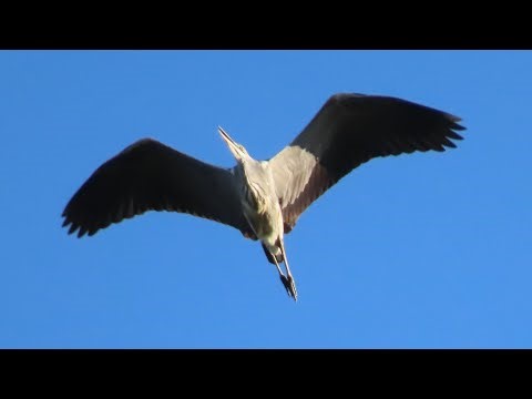 Harmaahaikaran ääni (Ardea cinerea) - Gråhäger - Grey Heron sound | Canon SX70 HS, Raahe 31.8.2025