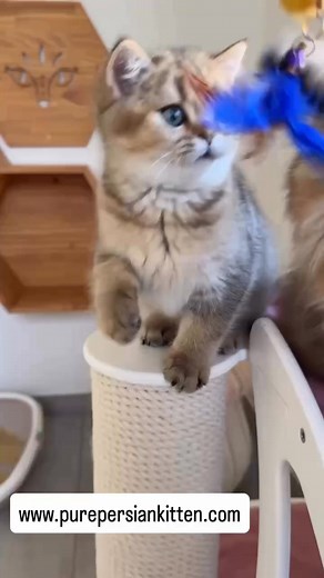  Fall in Love with Purrfection!  Dreaming of a fluffy companion...