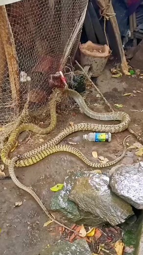 Snake eats snake😱 #wildanimals #snake #snakesoftiktok #animals