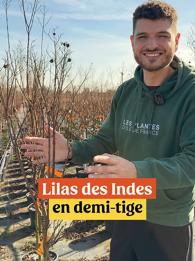 Planter le Lilas des Indes pour un été fleuri
