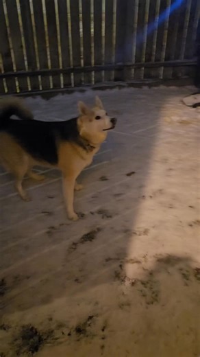 Piper’s worst fear........... The Santa projector. | Melissa Mitchell