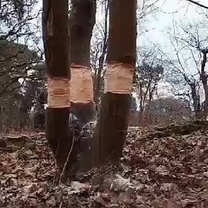 This week Ranger Jack, explains why the team have been ring barking some of the trees on Brownsea and the benefits of keeping some standing dead wood for wildlife. 🪲🦇 📷 National Trust/ Jack G | National Trust Brownsea Island
