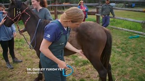 Dr. Oakley uses all 5 senses to check up on animals at a local ranch. | National Geographic Animals