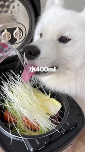 ビーフンレシピ：爆食サモエドと一緒にご飯つくってみた