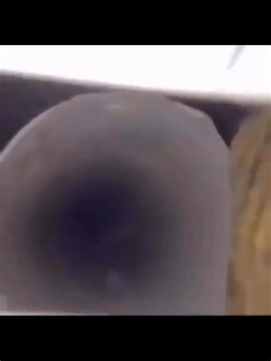 Funny Crow Memes to Brighten Your Day