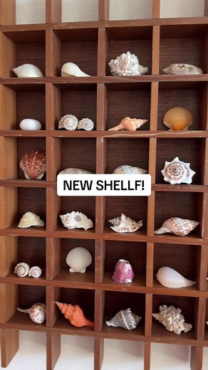 Creative Seashell Display Ideas for Your Collection