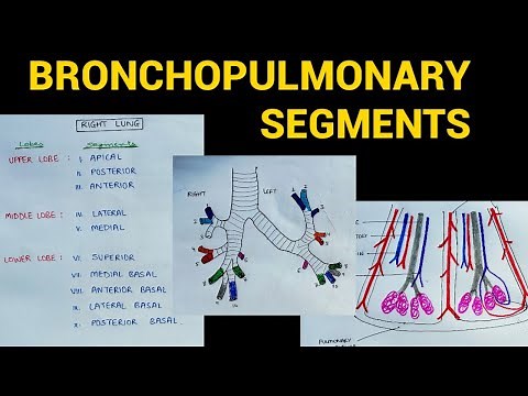 Bronchopulmonary Segments | Lungs Anatomy | EOMS