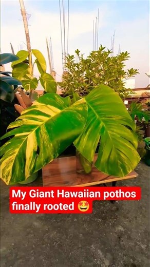 3 Months Later… My Giant Hawaiian Pothos FINALLY Rooted! 🌱🔥