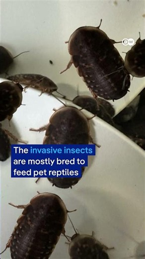 100,000 cockroaches seized in Australian bug breeding bust | DW News