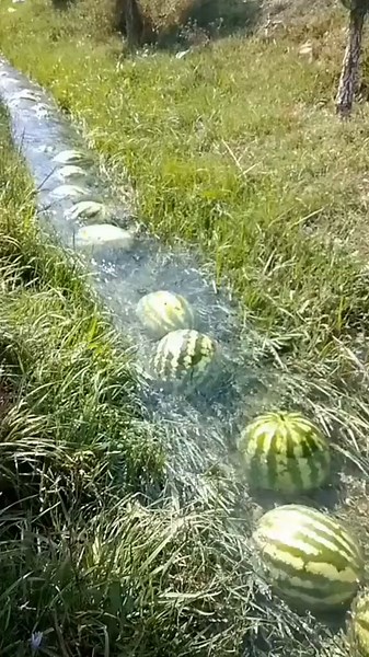 Exploring the Watermelon River Phenomenon